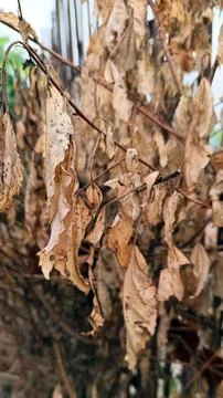 Brown dry leaves on tree Stock Photos