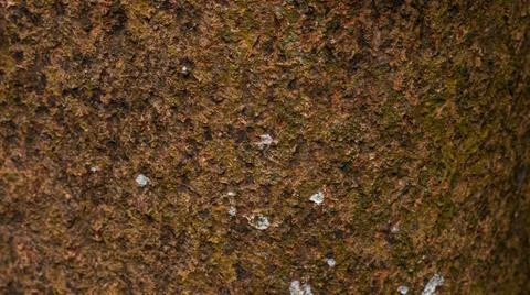 Brown Dry Tree Bark Texture Background with Natural Weathered Surface Stock Photos