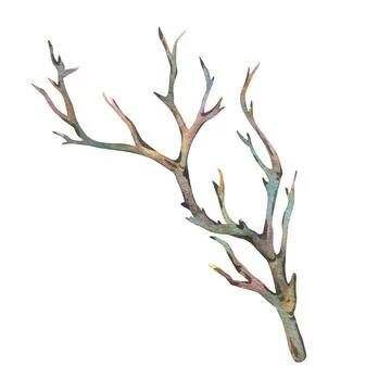 Brown dry tree branch without leaves. Watercolor illustration hand drawn in Stock Illustration