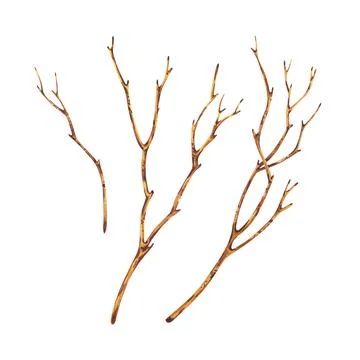 Brown dry tree branches without leaves. Watercolor illustration hand drawn in Stock Illustration