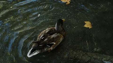 Brown duck bathing and swimming in dark pond water with floating autumn leaves Stock Footage 325795109