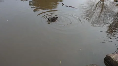 Brown duck diving underwater in a pond to feed Stockbeeldmateriaal 336518445