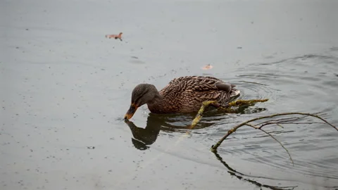 Brown duck feeding on calm gray water beside mossy branch in quiet wetland Stock Footage 346100970
