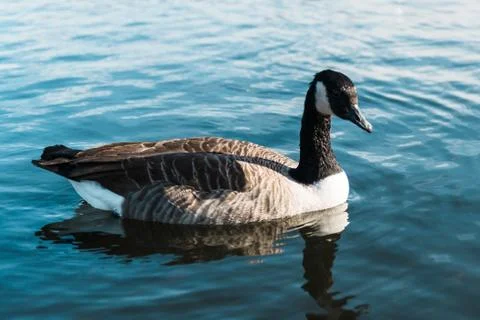 Brown duck floating on the water Stock Photos