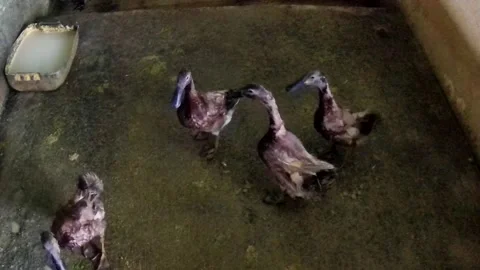 Brown duck Stock Footage 167797777
