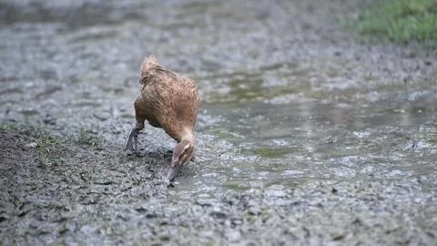 A brown duck foraging on muddy ground beside a body of water Stock Footage 345564749