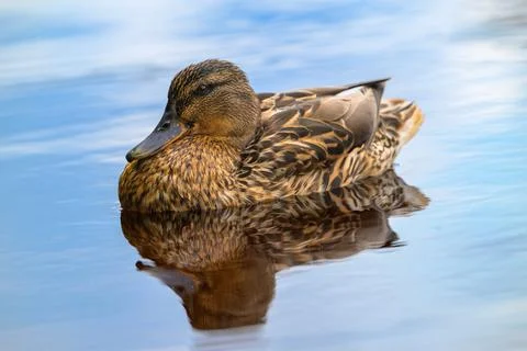 Brown duck glides calm surface. Reflective water mirrors its form. Feathers.. Stock Photos