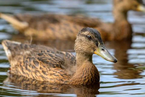 Brown duck glides calmly on rippling water. Soft ripples surround the duck's Stock Photos