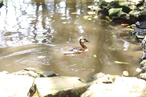 A brown duck glides through a small muddy pond surrounded by rocks and fallen Stock Photos