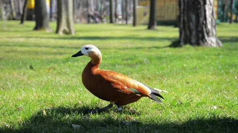 Brown duck on gras Animals  Brown duck running on gras Animals Stock Footage 61908172