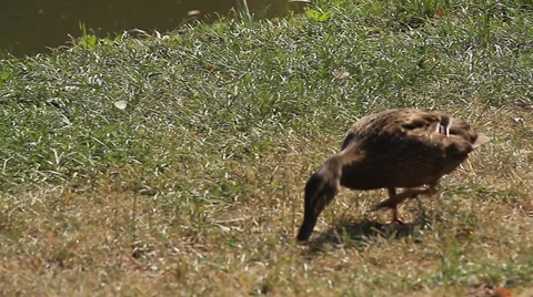 Brown duck on grass (Animals) Stock Footage 34273269
