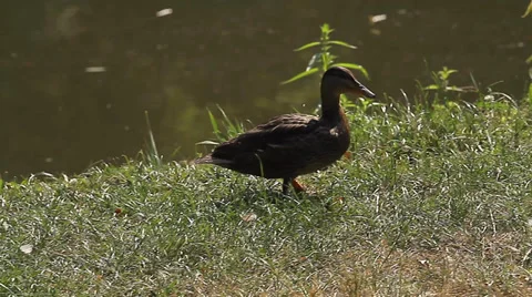 Brown duck on grass (Animals) Stock Footage 34273277
