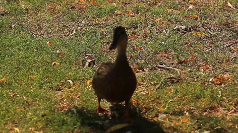 Brown duck on grass (Animals) Stock Footage 34273278