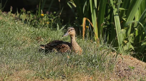 Brown duck on grass, flying away (Animals) Stock Footage 34273276