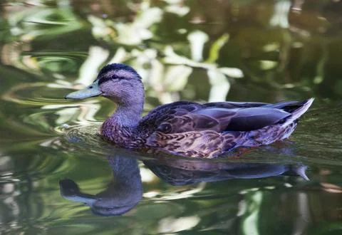 Brown duck green reflection Stock Photos