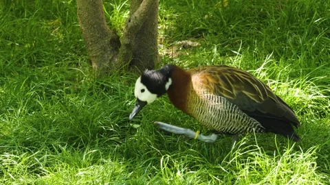 Brown duck grooming Stock Footage 244338406