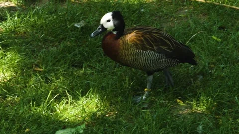 A Brown duck grooming Stock Footage 244594644