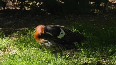 Brown duck grooming Stock Footage 244637575