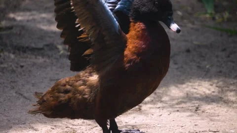 A brown duck grooming it self Stock Footage 246452355