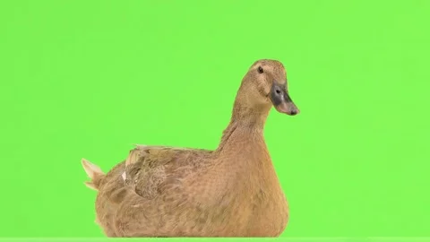 Brown duck isolated on a green screen. natural sound Stock Footage 135867966