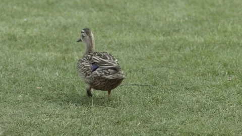 A brown duck with patterned feathers and a hint of blue on its wing stands on Stock Footage 304583052