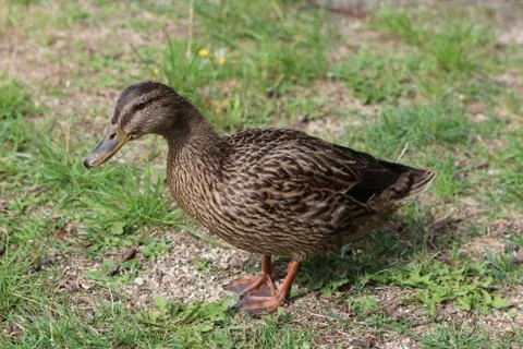 Brown duck Stock Photos