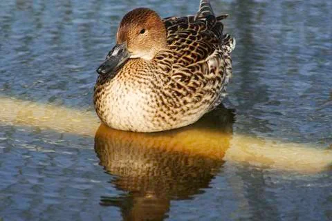 Brown duck Stock Photos