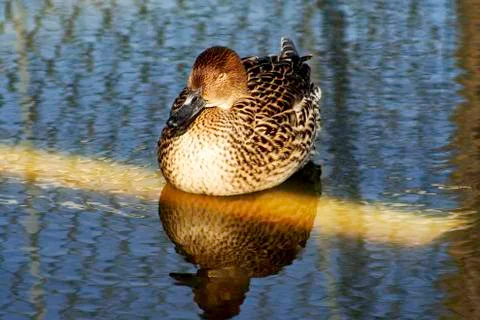 Brown duck Stock Photos