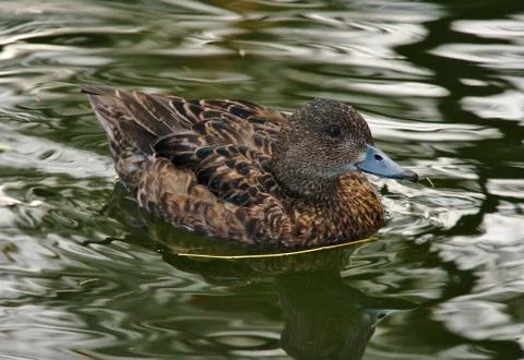 Brown duck Stock Photos
