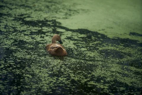 Brown duck Stock Photos