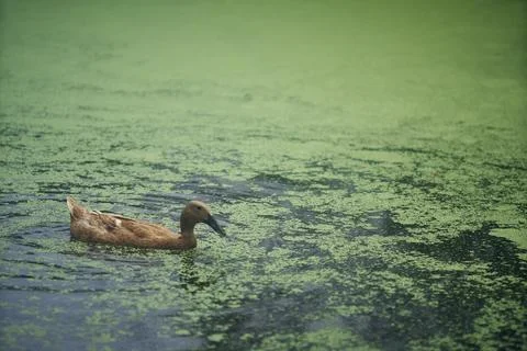 Brown duck Stock Photos
