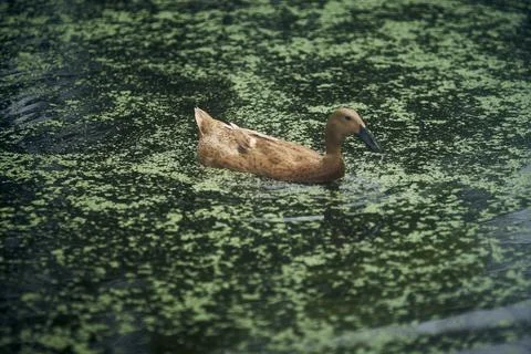 Brown duck Stock Photos
