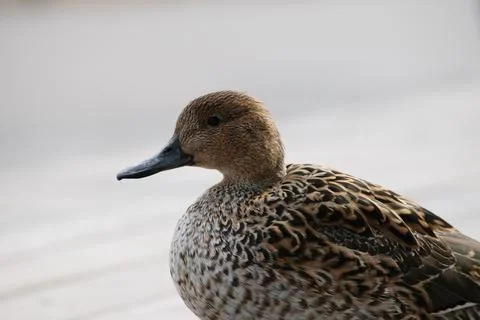 A brown duck Stock Photos
