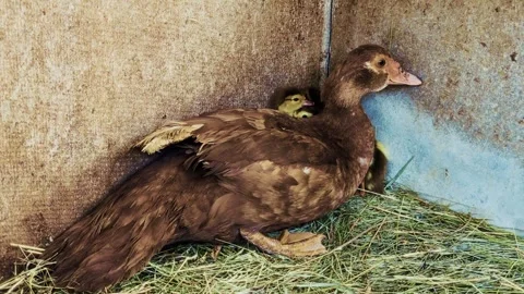 A brown duck is resting with ducklings Stock Footage 311638292
