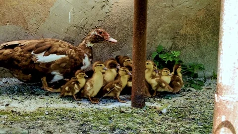 A brown duck is resting with ducklings Stock Footage 311638318