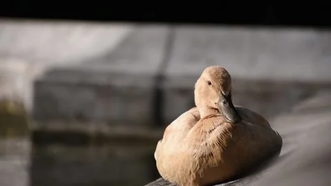Brown duck resting in the sun, neutral grey background Stock Footage 134981536