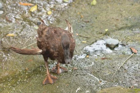 Brown Duck by Stream Stock Photos