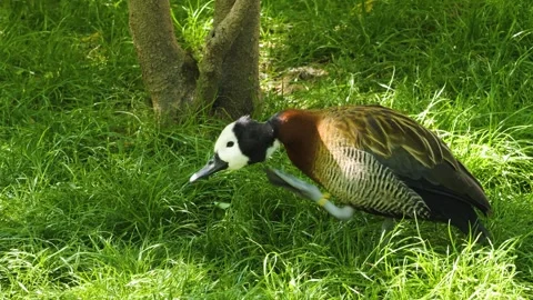 A Brown duck walking Stock Footage 244594408