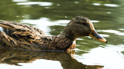 Brown duck in water Vídeo Stock 263843363