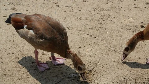 Brown ducks eating from the ground. Slow motion Video stock 107626335