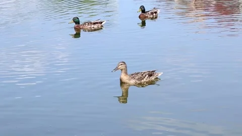 Brown ducks floating together in pristine lake environment Stock Footage 313355870