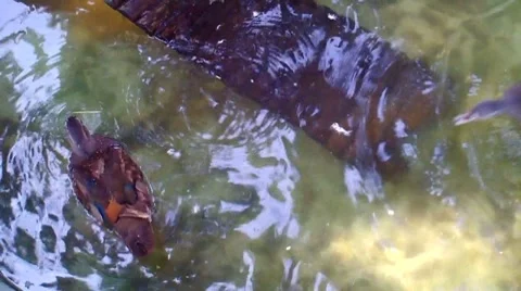 Brown Ducks Stock Footage 8690354
