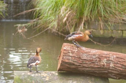 Brown ducks Stock Photos