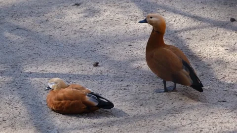Brown ducks rest in fine sand Riga zoo oldest in Europe. Tadorna ferruginea. Stock Footage 172216531