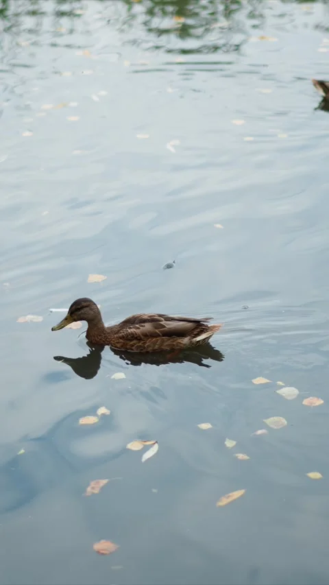 Brown Ducks Swim Through Calm Water With Scattered Autumn Leaves showing Birds Stock Footage 345546962