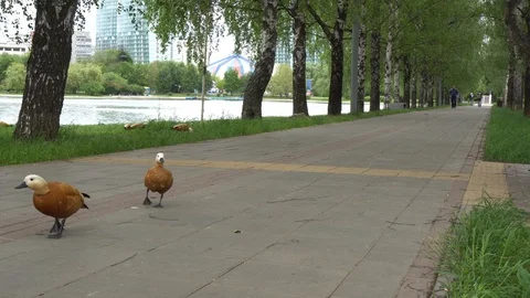 Brown ducks walk along the path of the park Stock-Footage 93277558
