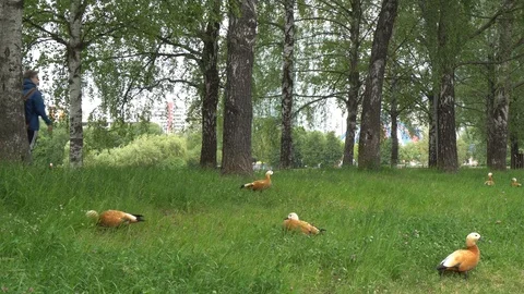 Brown ducks walk on the grass. Two boys pass along the park Stock-Footage 93277971