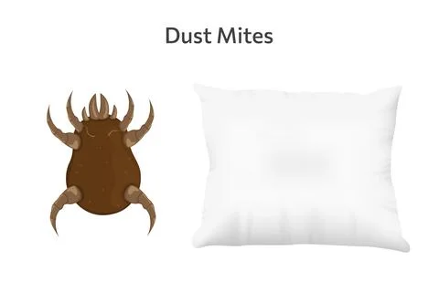 Brown dust mite on pillow vector illustration. Microscopic dangerous insect Stock Illustration