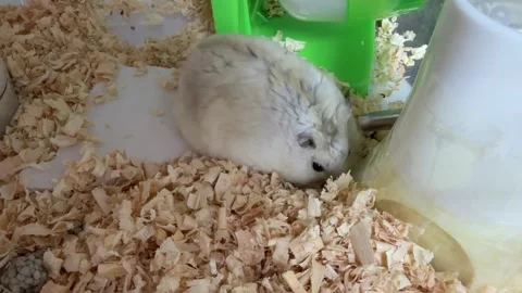Brown Dwarf Hamster Foraging for Food in Wood Shavings Pet Cage Video stock 342271352