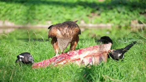 Brown eagle, African bird of prey sitting eating meat in natural habitat. Birds Stock-Footage 250454515